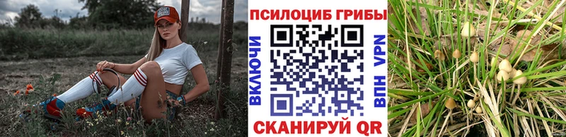 наркошоп  Видное  Псилоцибиновые грибы MAGIC MUSHROOMS 